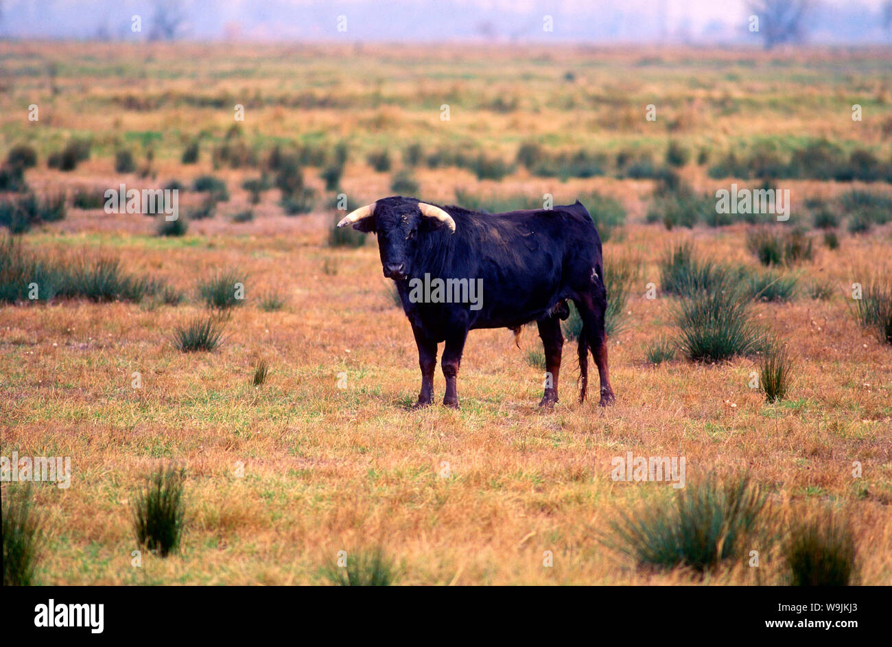 Bulle stier Fotos und Bildmaterial in hoher Auflösung Alamy