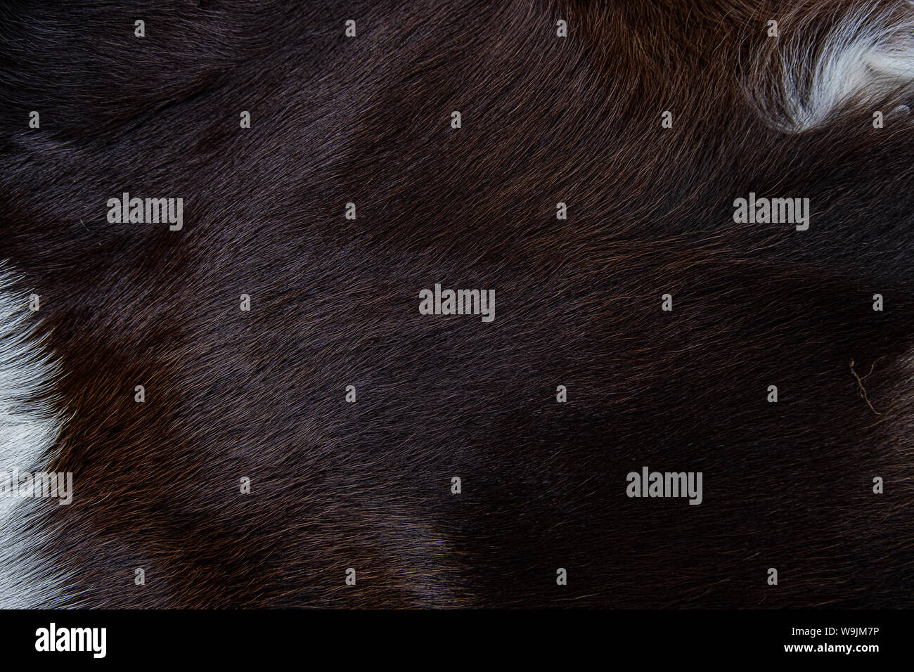 Textur von Braun Kuh haut Mantel mit Fell schwarz weiße und braune Flecken Stockfoto