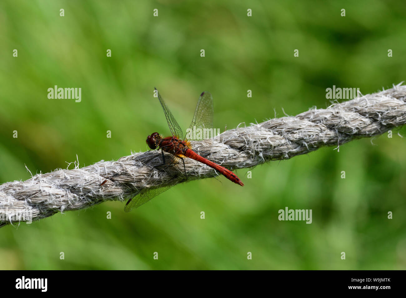 Ruddy Darter, Dragonfly, (Sympetrum sanguineum), männlich Stockfoto