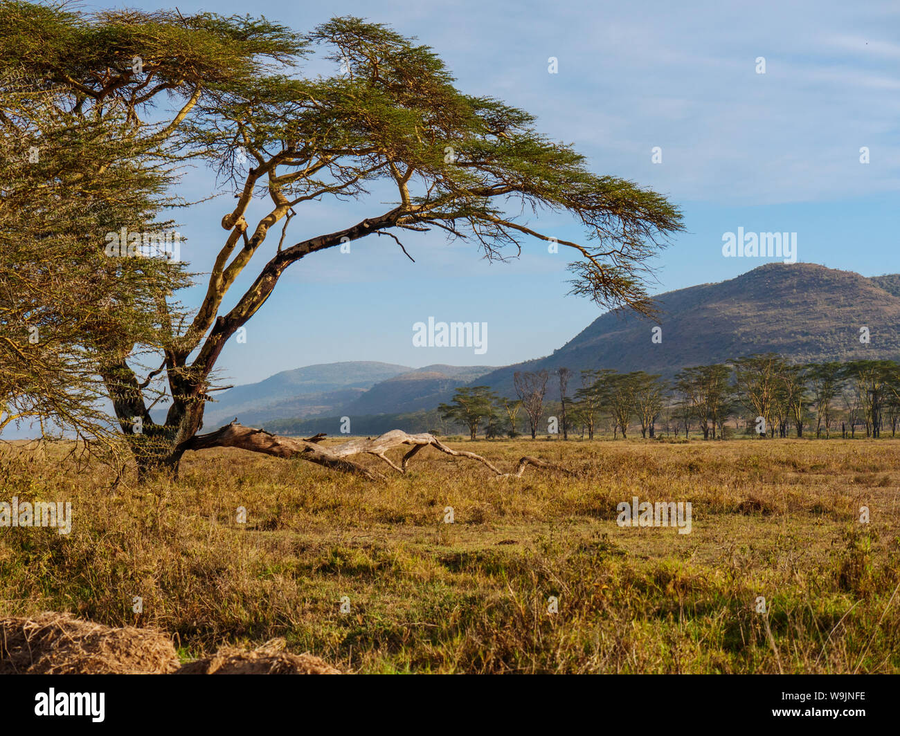 Afrikanische Savanne Landschaft in der Nähe von Nakuru See, Kenia, Südafrika. Stockfoto