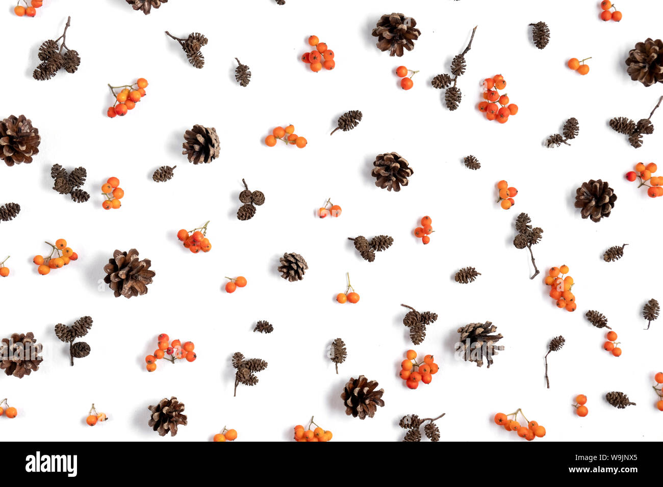Herbst kreative Komposition. Muster aus berry Rowan, Kegel auf weißem Hintergrund. Herbst, Herbst, Thanksgiving Day Konzept. Flach, Ansicht von oben, kopieren Stockfoto