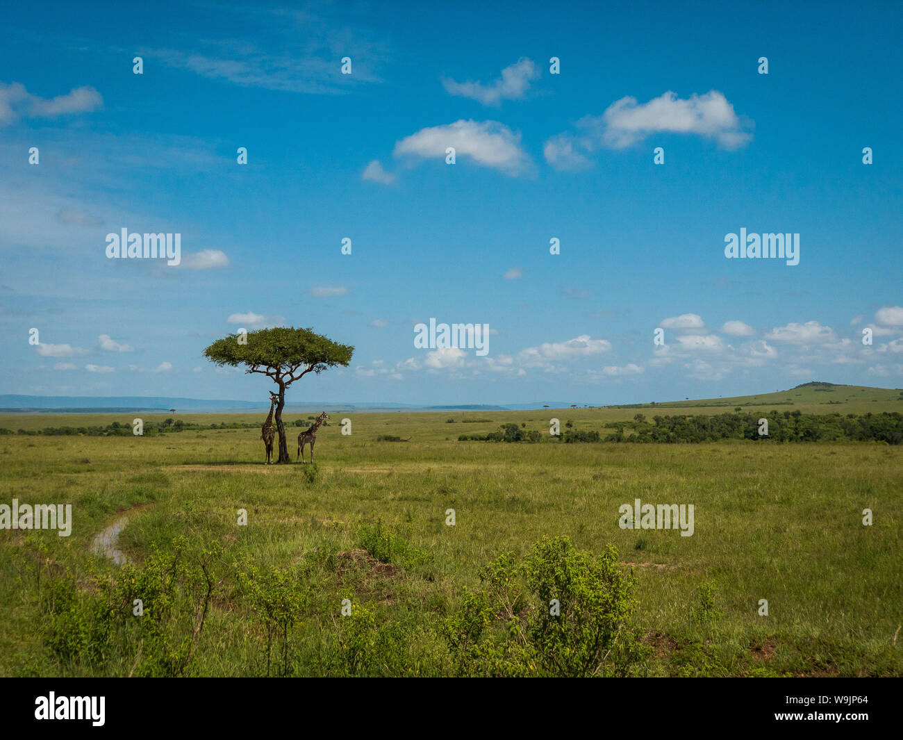 Netzgiraffe Paar in einem Kenia Stockfoto