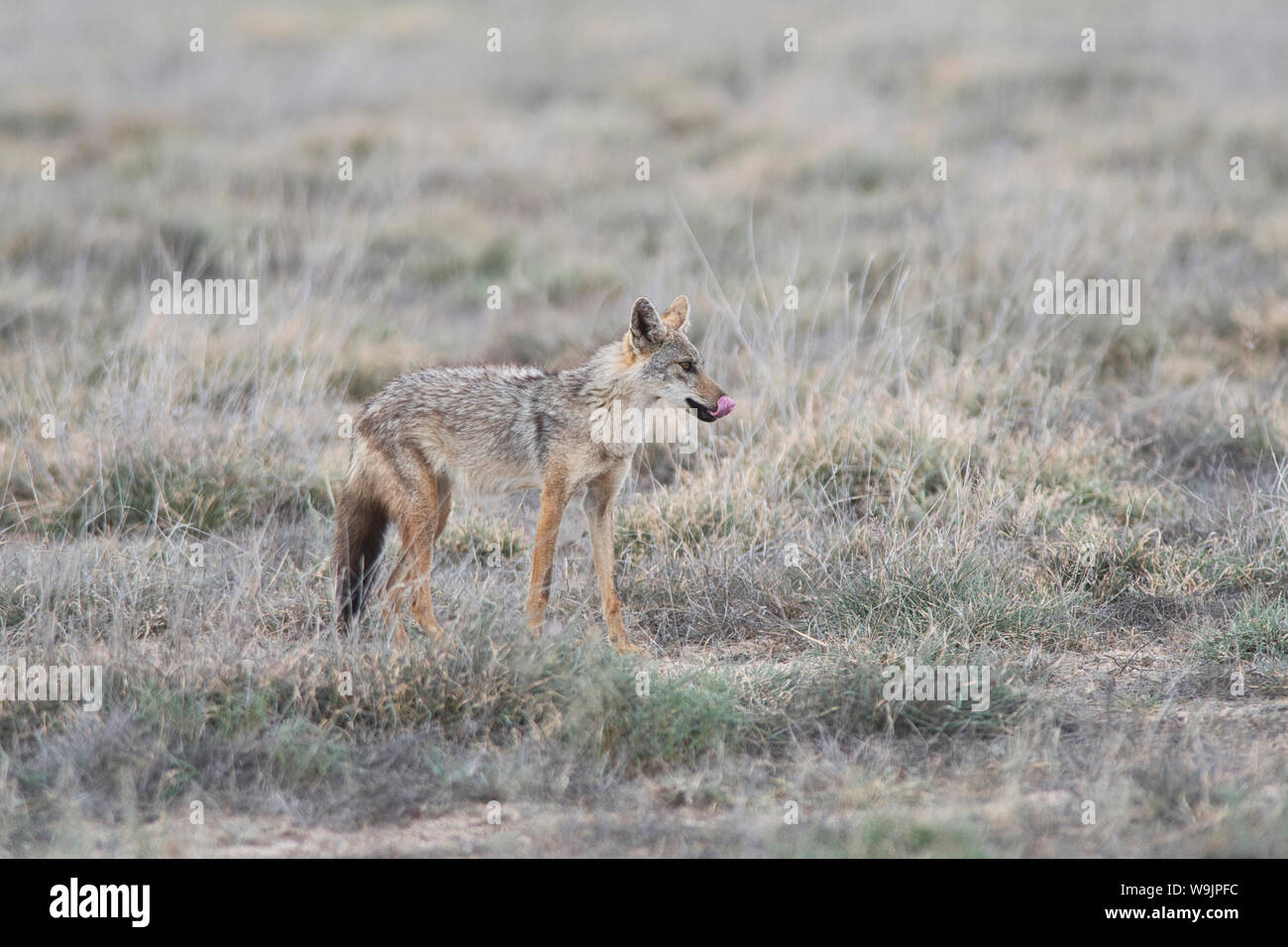 Gemeinsame oder golden Schakal (Canis aureus) Stockfoto