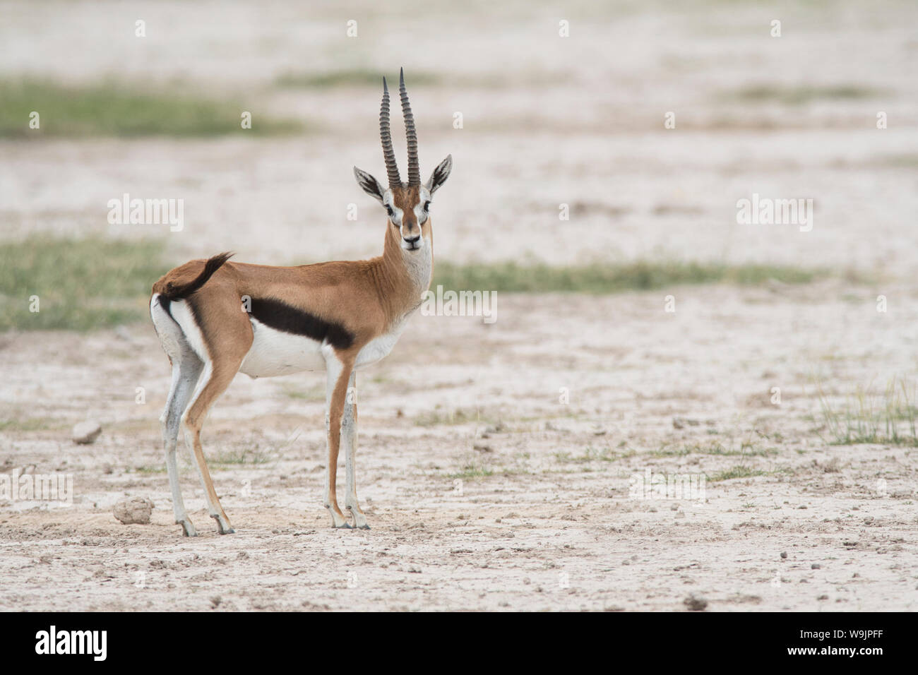 Thomson-Gazelle (Gazella rufifrons), auch bekannt als die Rotfrontgazelle. Erwachsener Mann. Stockfoto