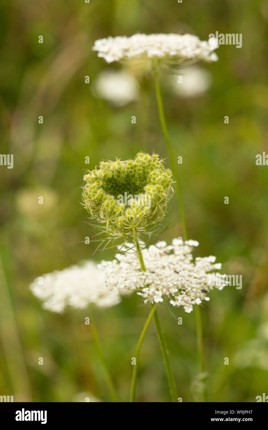 Wilde Möhre Daucus carota, Blumen und der Entwicklung von Saatgut Köpfe wachsen auf einer Bank neben einem Feldweg im August. Dorset England UK GB Stockfoto