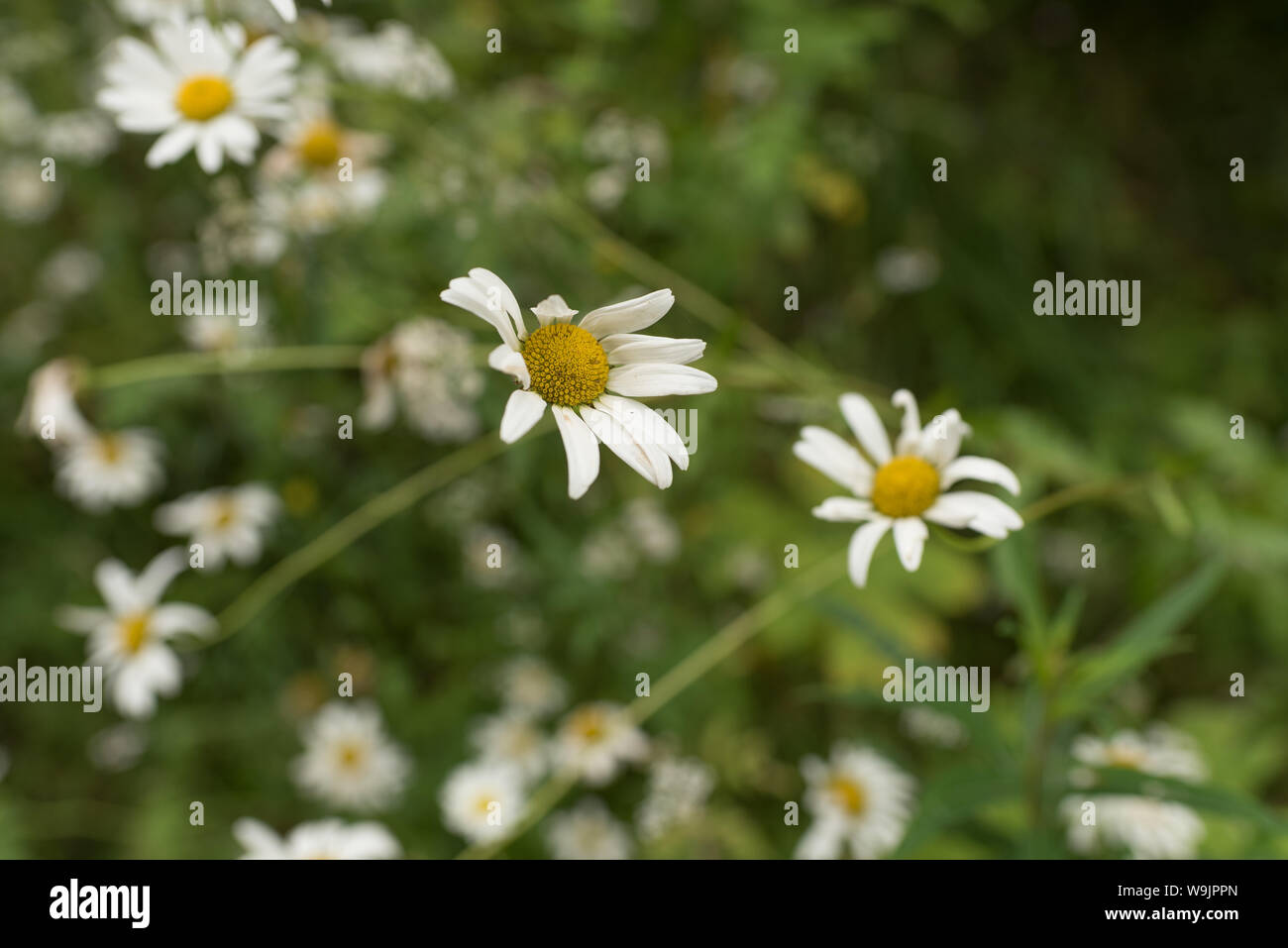 Daisy Flowers schließen sich im Sommer Frühling in der Wiese Stockfoto
