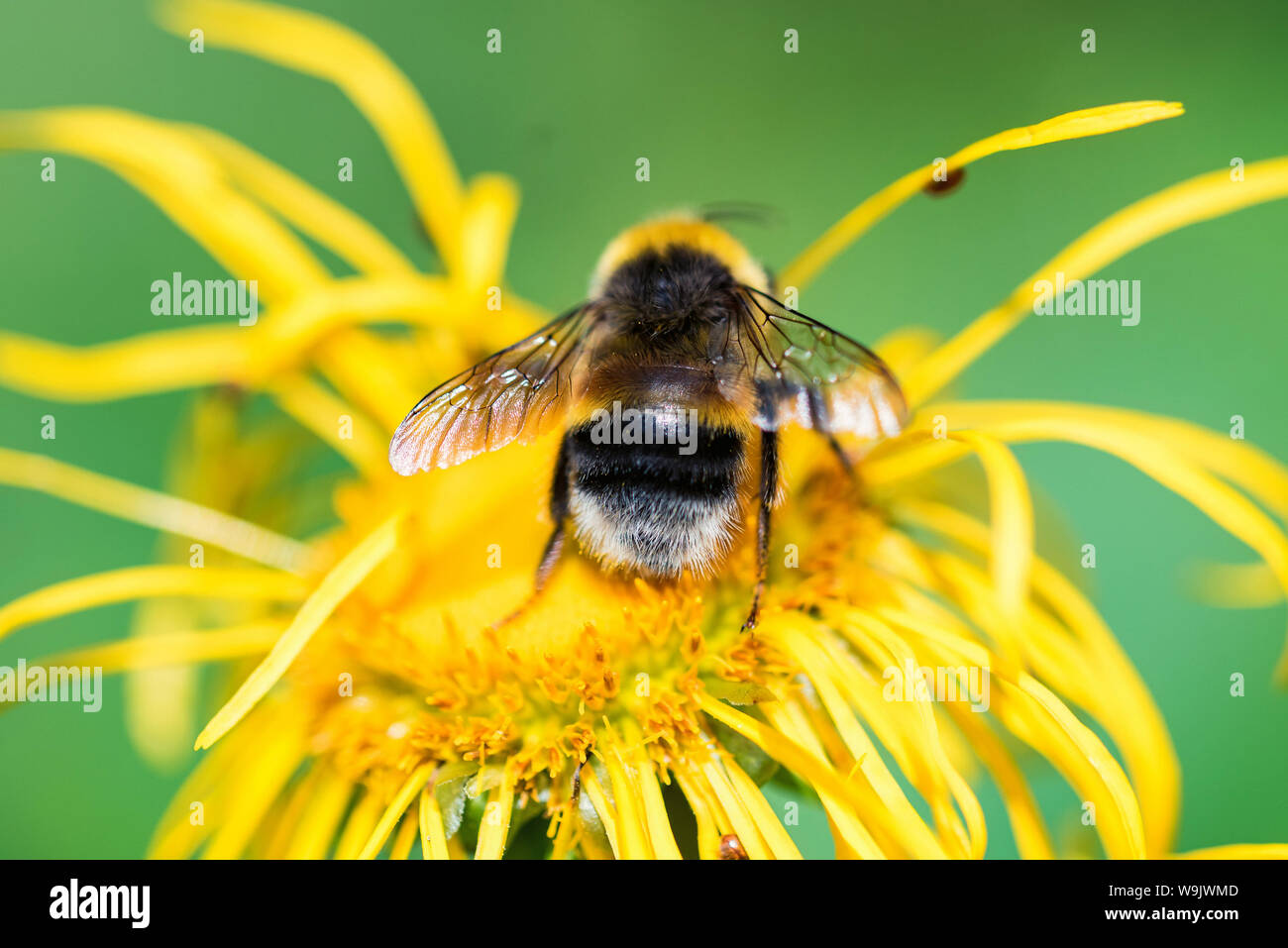 Close up Hummel sitzt auf gelbe Blüte mit grünen verschwommenen Hintergrund Stockfoto