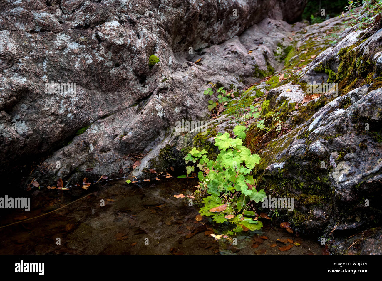 In der Nähe der kleine grüne Pflanze, die auf rocky mountain river Bank Stockfoto