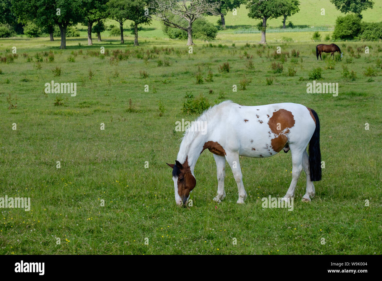 Eine braune und weiße skewbald Pferd Schürfwunden in den grünen Feldern an Edwarebury Farm, Edgware, Greater London. Stockfoto