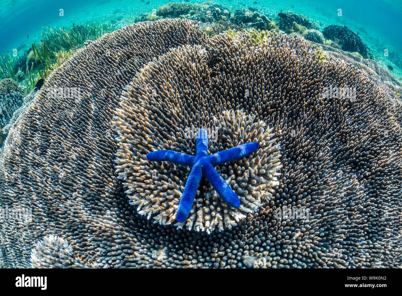 Hart- und Weichkorallen und Seestern unter Wasser auf Sebayur Insel, Nationalpark Komodo Island, Indonesien, Südostasien, Asien Stockfoto