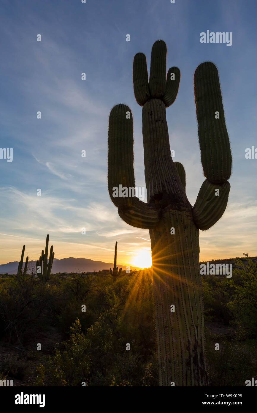 Sonnenaufgang auf dem Saguaro Kaktus in der Blüte (Carnegiea gigantea), Sweetwater bewahren, Tucson, Arizona, Vereinigte Staaten von Amerika, Nordamerika Stockfoto
