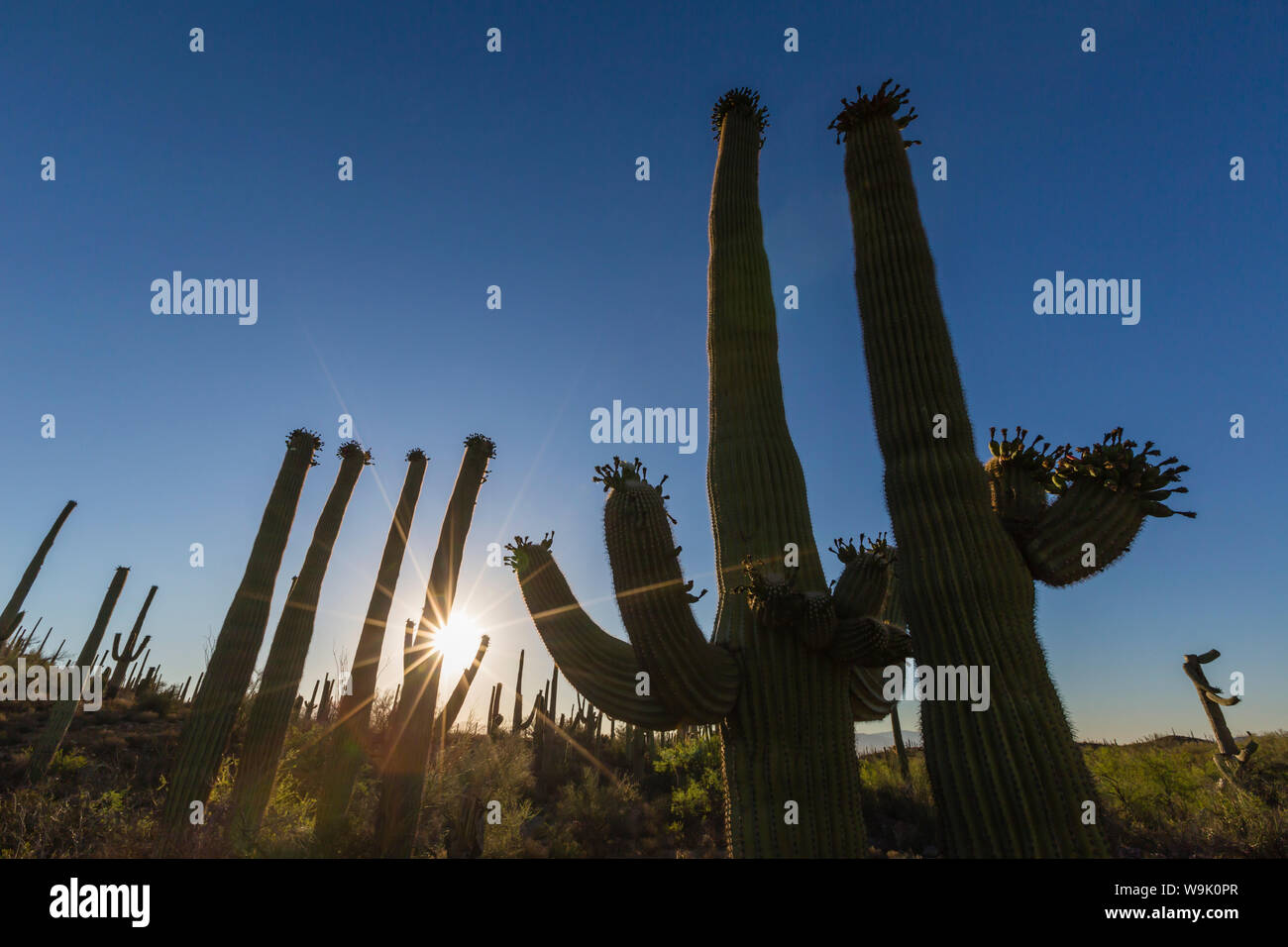 Sonnenaufgang auf dem Saguaro Kaktus in der Blüte (Carnegiea gigantea), Sweetwater bewahren, Tucson, Arizona, Vereinigte Staaten von Amerika, Nordamerika Stockfoto