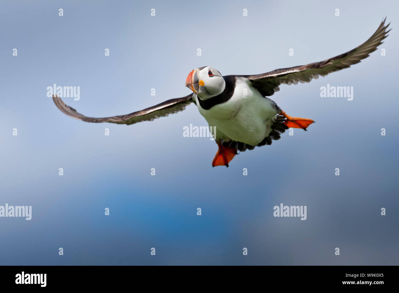Papageitaucher (Fratercula arctica) im Flug, Inner Farne, Farne Islands, Northumberland, England, Vereinigtes Königreich, Europa Stockfoto