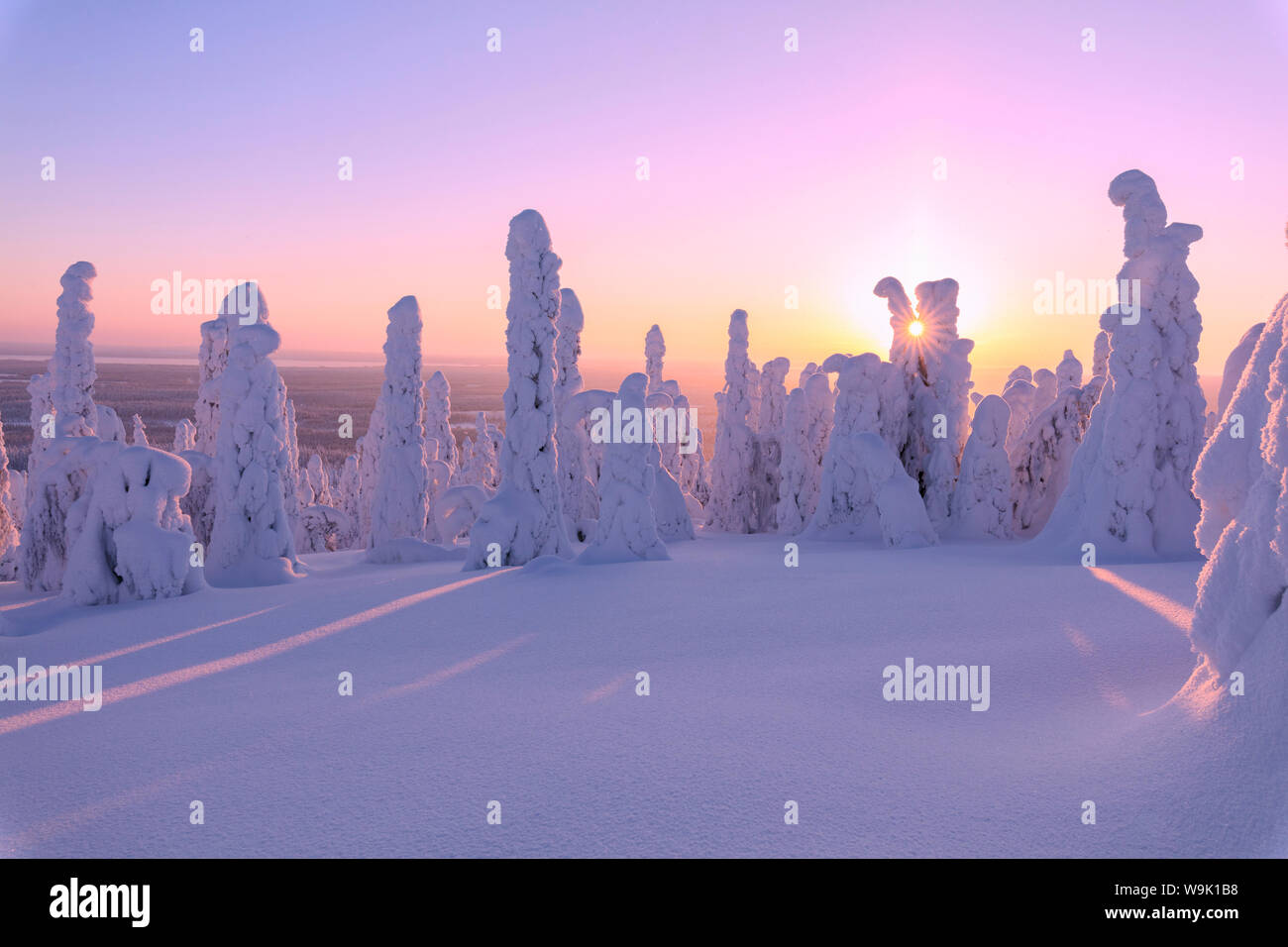 Rosa sunrise auf gefrorenen Bäume, riisitunturi Nationalpark, Posio, Lappland, Finnland, Europa Stockfoto