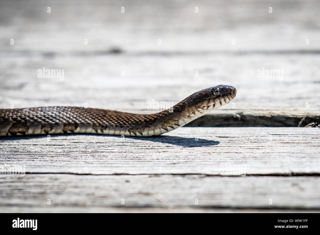 Northern Wasserschlange Jagd Stockfoto