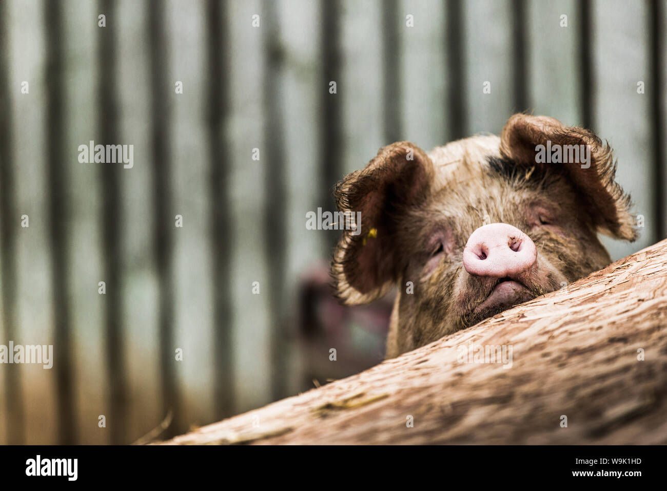 Schwein in Gloucesteshire, England, Vereinigtes Königreich, Europa Stockfoto