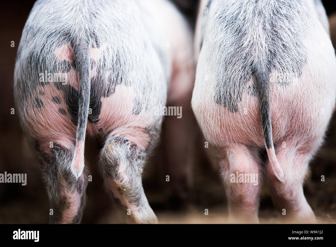 Gloucestershire vor Ort Schweine, Vereinigtes Königreich, Europa Stockfoto