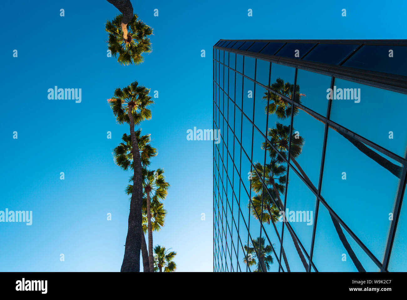 Palmen und Gebäude aus Glas, die Froschperspektive, Hollywood, Los Angeles, Kalifornien, Vereinigte Staaten von Amerika, Nordamerika Stockfoto