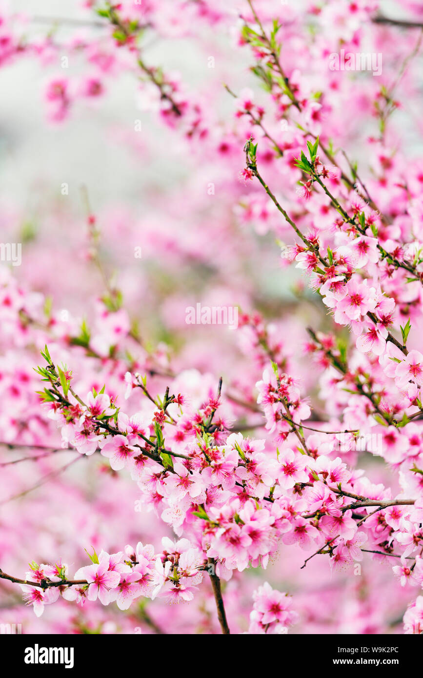 Frühlingsfest Kirschblüte, Jinhei, Südkorea, Asien Stockfoto
