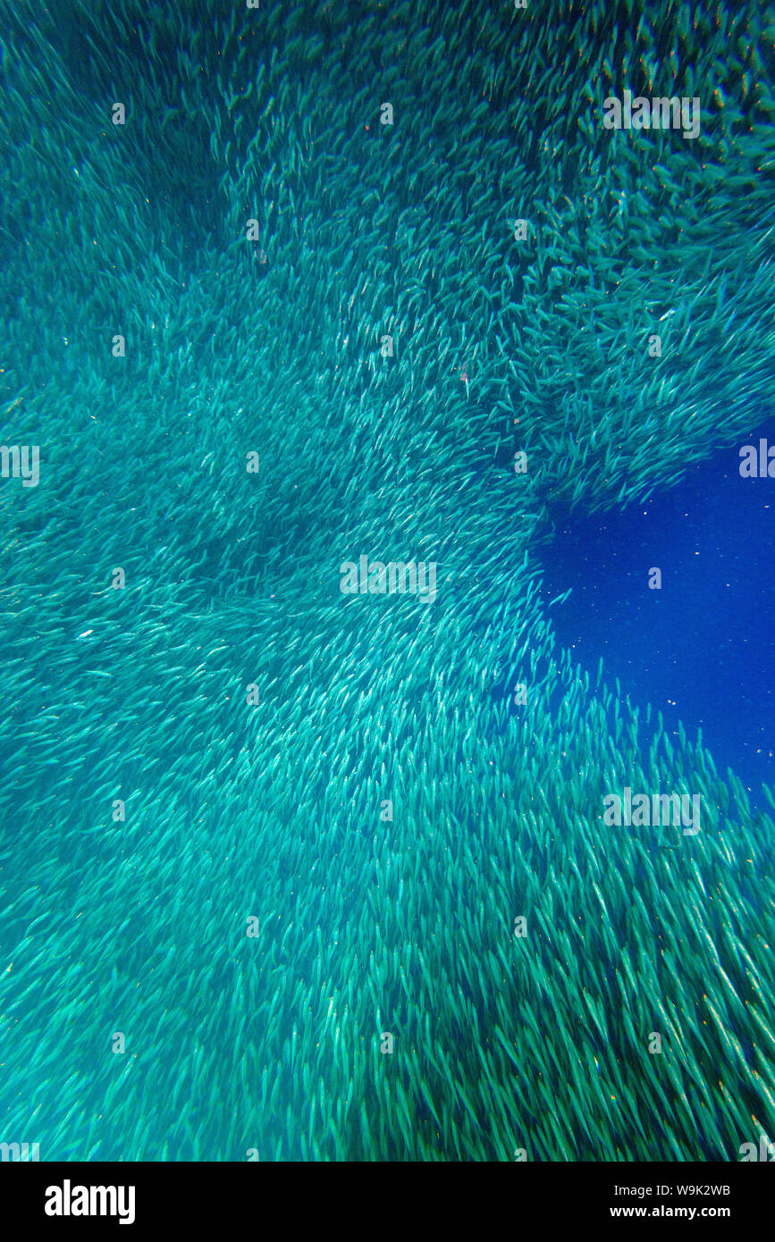 Schwarm von Sardinen, Panagsama Beach, Moalboal, Cebu, die Visayas, Philippinen, Südostasien, Asien Stockfoto