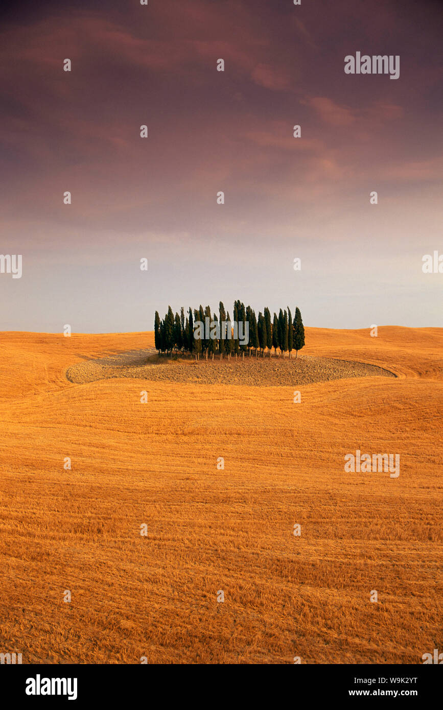 Zypressen im toskanischen Bereich, Val d ' Orcia, Provinz Siena, Toskana, Italien Stockfoto