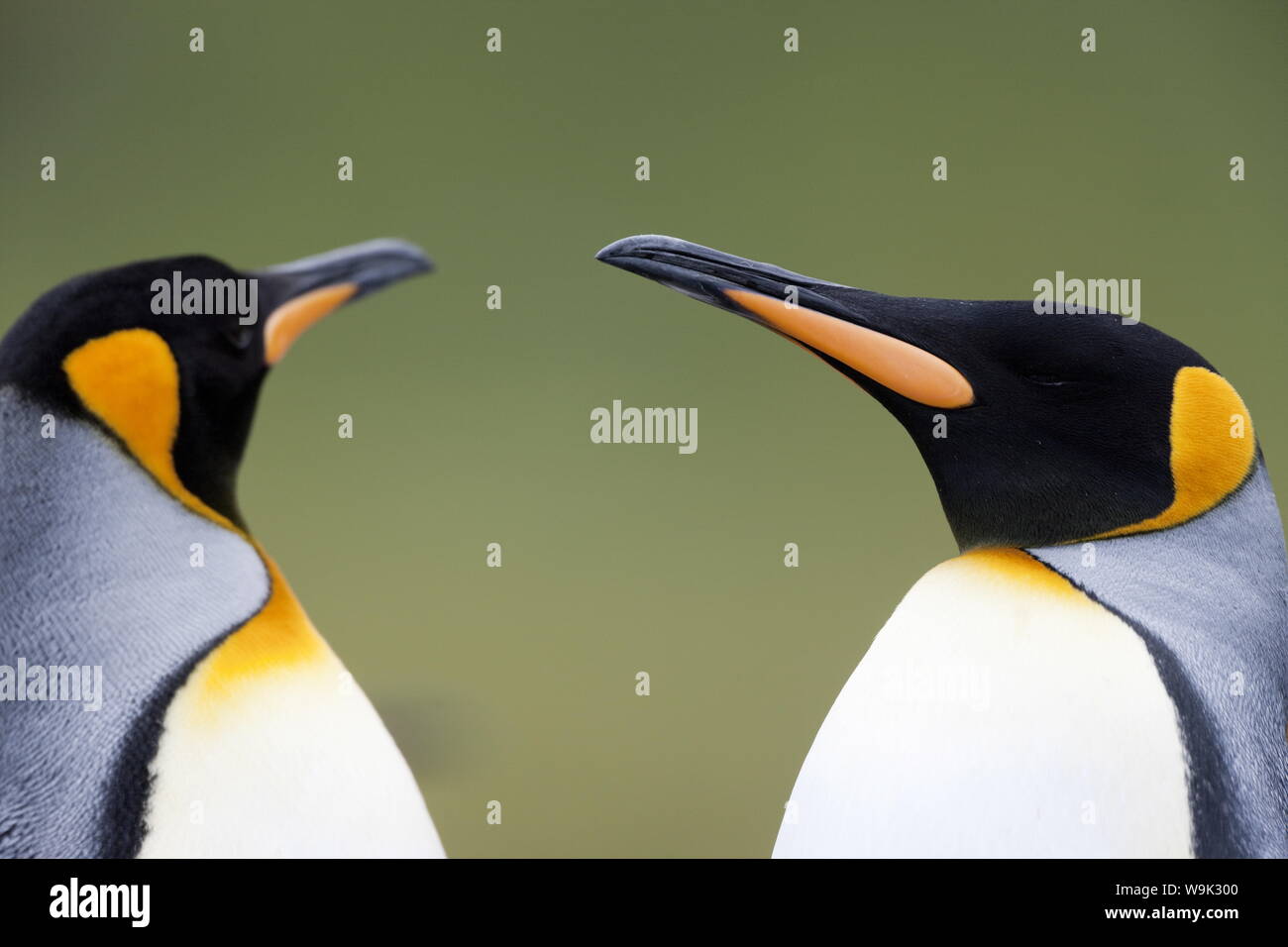 König Pinguin (Aptenodytes Patagonicus), Gold Harbour, Südgeorgien, Antarktis, Polarregionen Stockfoto