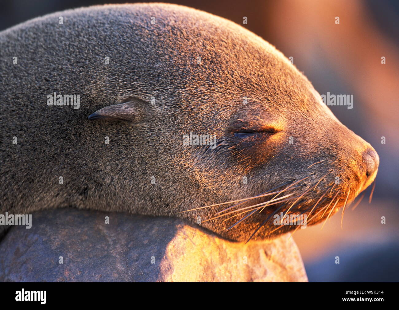 Südafrikanischer Seebär (Arctocephalus percivali), Cape Cross, Namibia Stockfoto