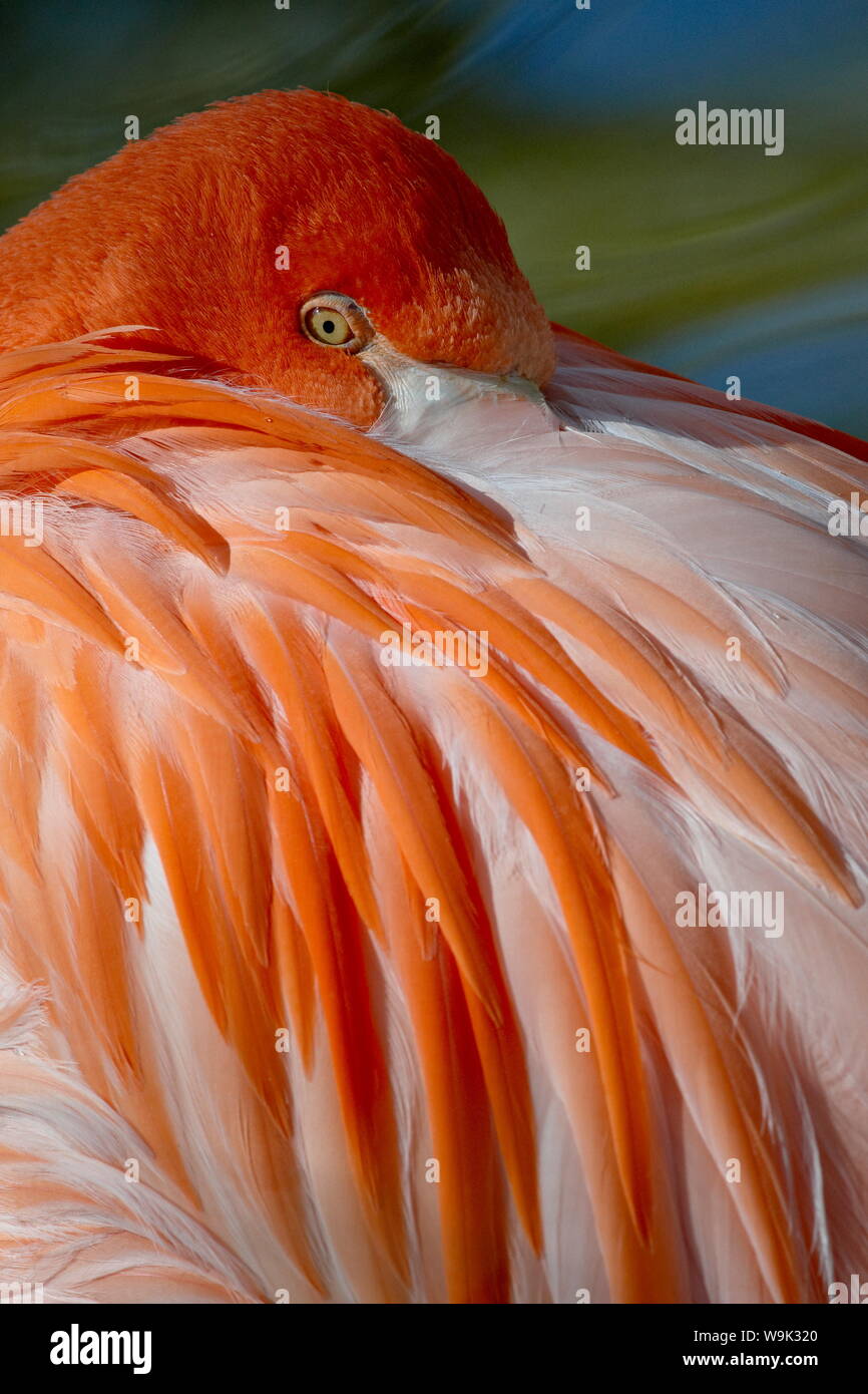 Karibik Flamingo (Phoenicopterus ruber ruber) in Gefangenschaft, Rio Grande Zoo, Albuquerque biologische Park, Albuquerque, New Mexico, USA Stockfoto