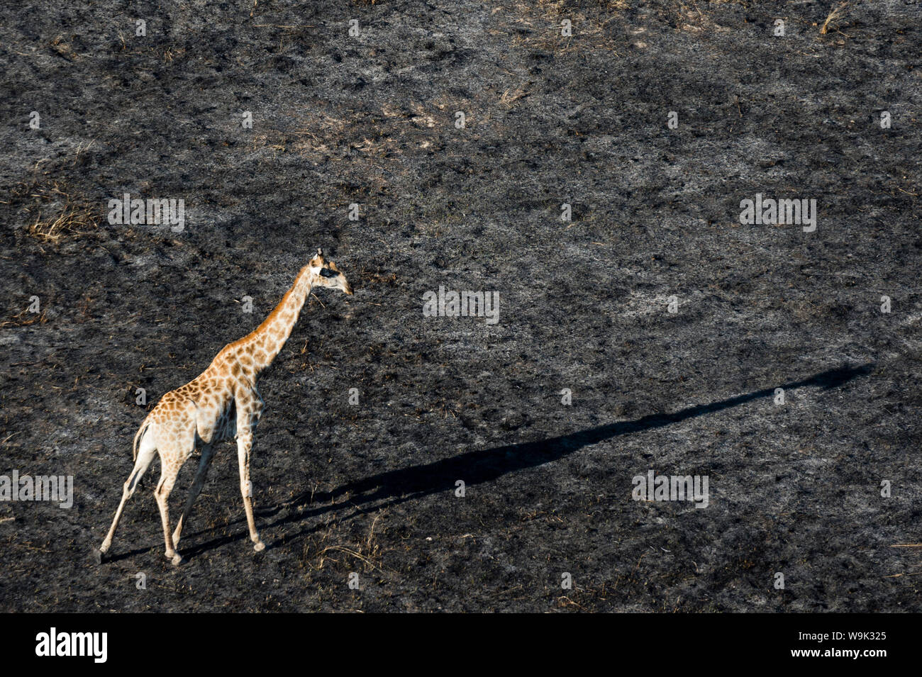 Eine Luftaufnahme einer Giraffe camelopardalis (Giraffe) Wandern im Okavango Delta nach einem Buschfeuer, Botswana, Afrika Stockfoto