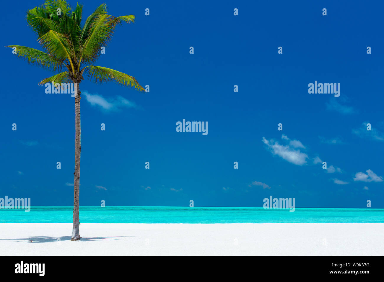 Palmen und tropischen Strand, Malediven, Indischer Ozean, Asien Stockfoto