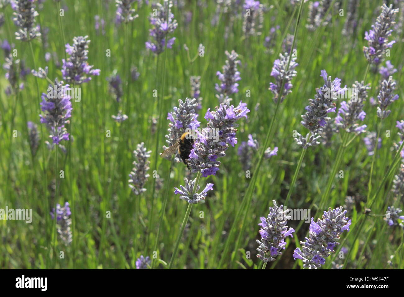 Bild eines grossen Biene auf einer Blume violett slim Bush in Knutsford Stockfoto