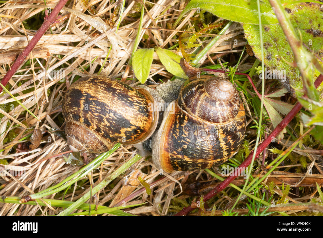 Garten Schnecken Paarung (Helix aspersa oder Cornu aspersum) Stockfoto