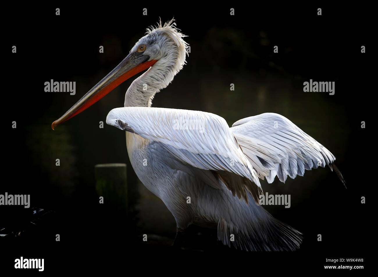 Krauskopfpelikan (Pelecanus crispus), in der Nähe der gefährdeten Status, Frankreich, Europa Stockfoto