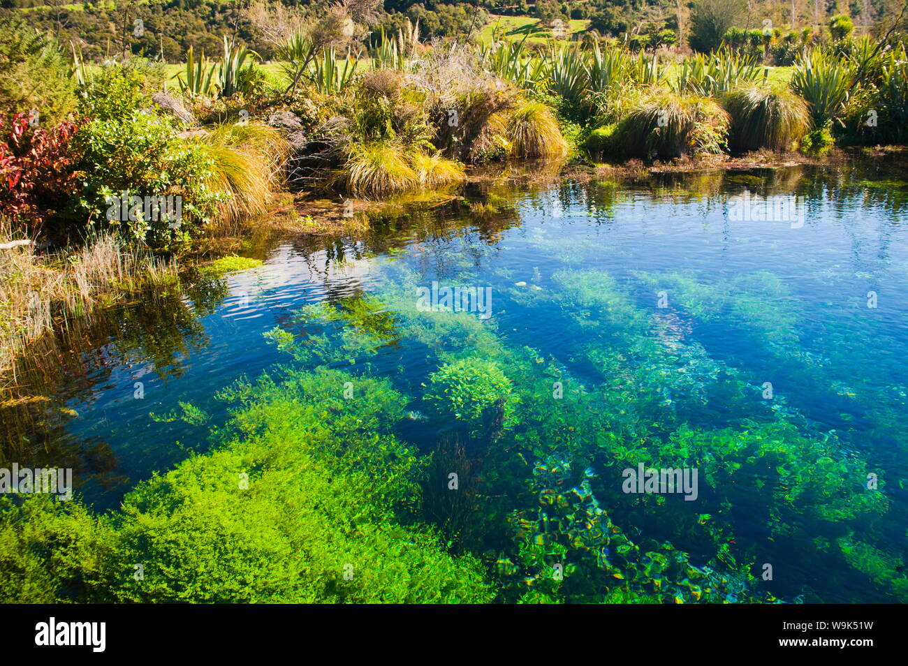 Pupu Springs (Te Waikoropupu Federn), die deutlichste Federn in der Welt, Golden Bay, Tasman Region, South Island, Neuseeland, Pazifische Stockfoto