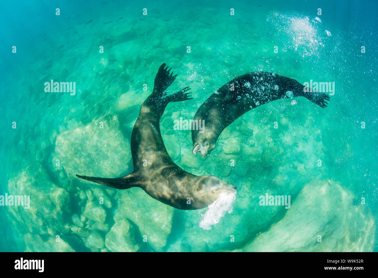 California sea lion Stiere (zalophus californianus) Unterwasser, Los Islotes, Baja California Sur, Mexiko, Nordamerika Stockfoto