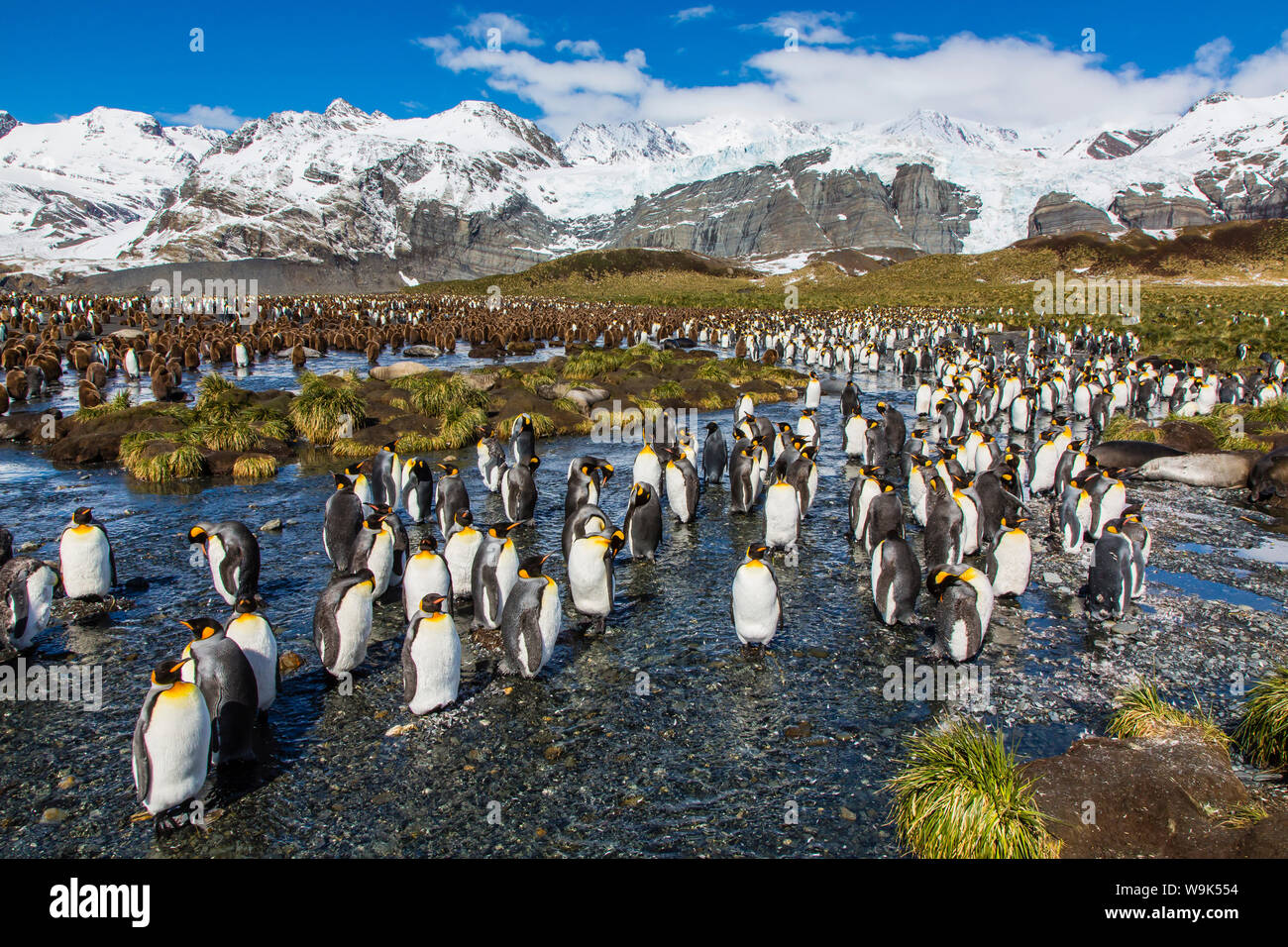 König Penguins (Aptenodytes Patagonicus), Gold Harbour, South Georgia Island, Süd-Atlantik, Polarregionen Stockfoto