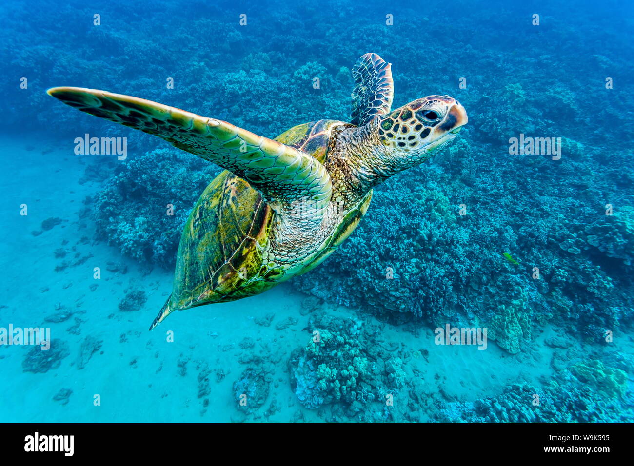 Grüne Meeresschildkröte (Chelonia mydas) Unterwasser, Maui, Hawaii, Vereinigte Staaten von Amerika, Pazifik Stockfoto