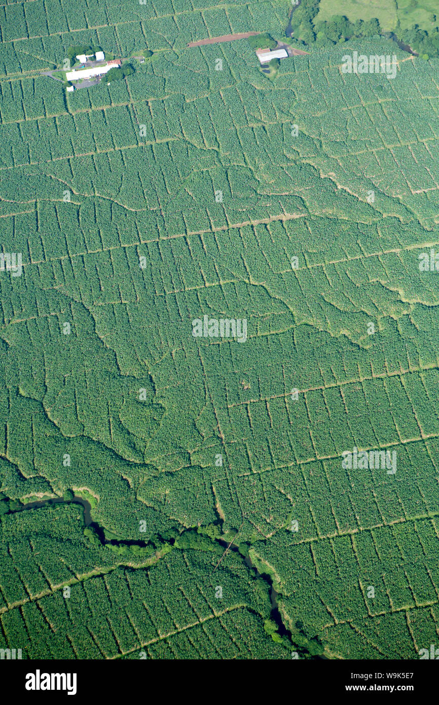 Luftaufnahme von Bananenplantagen in Costa Rica, Mittelamerika Stockfoto