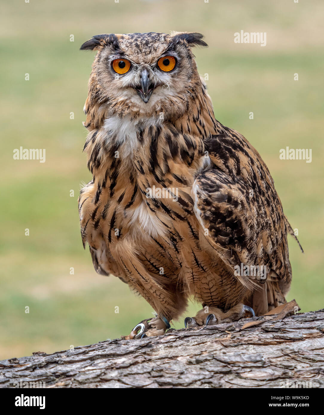 Eurasische Adler-Eule Stockfoto