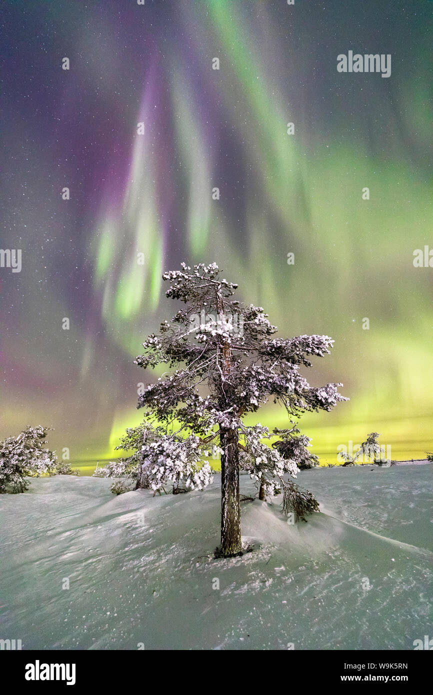 Nordlichter (Aurora Borealis) und Sternenhimmel auf dem gefrorenen Baum im verschneiten Wald, Levi, Sirkka, Kittila, Lappland, Finnland, Europa Stockfoto