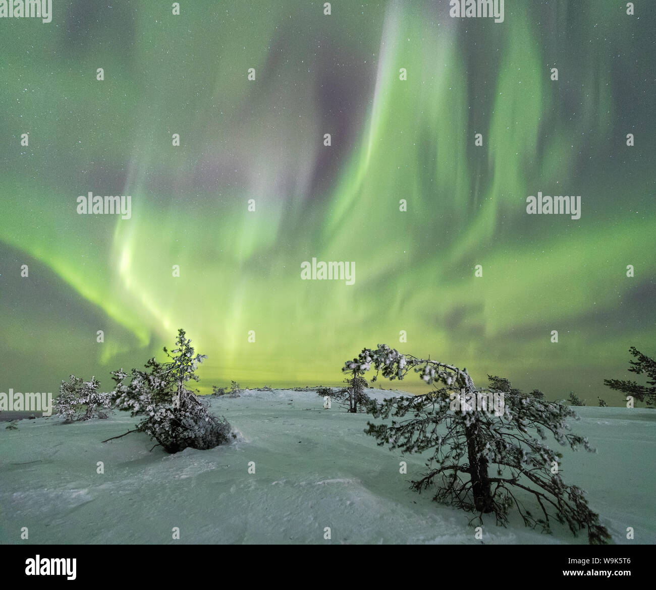 Panorama der schneebedeckten Wäldern und gefrorenen Bäumen umrahmt von Nordlicht (Aurora Borealis) und Sterne, Levi, Sirkka, Kittila, Lappland, Finnland, Europa Stockfoto