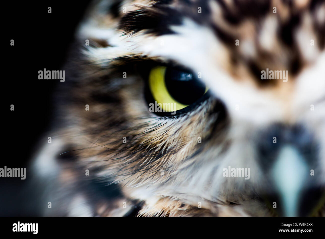 Steinkauz (Athene noctua), Wheatley, Oxfordshire, England, Vereinigtes Königreich, Europa Stockfoto