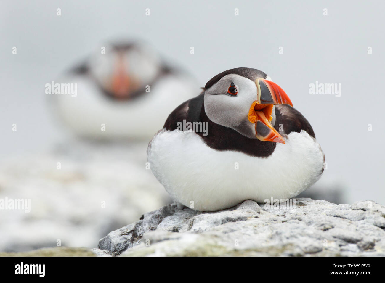 Papageitaucher (Fratercula arctica), Vereinigtes Königreich, Europa Stockfoto