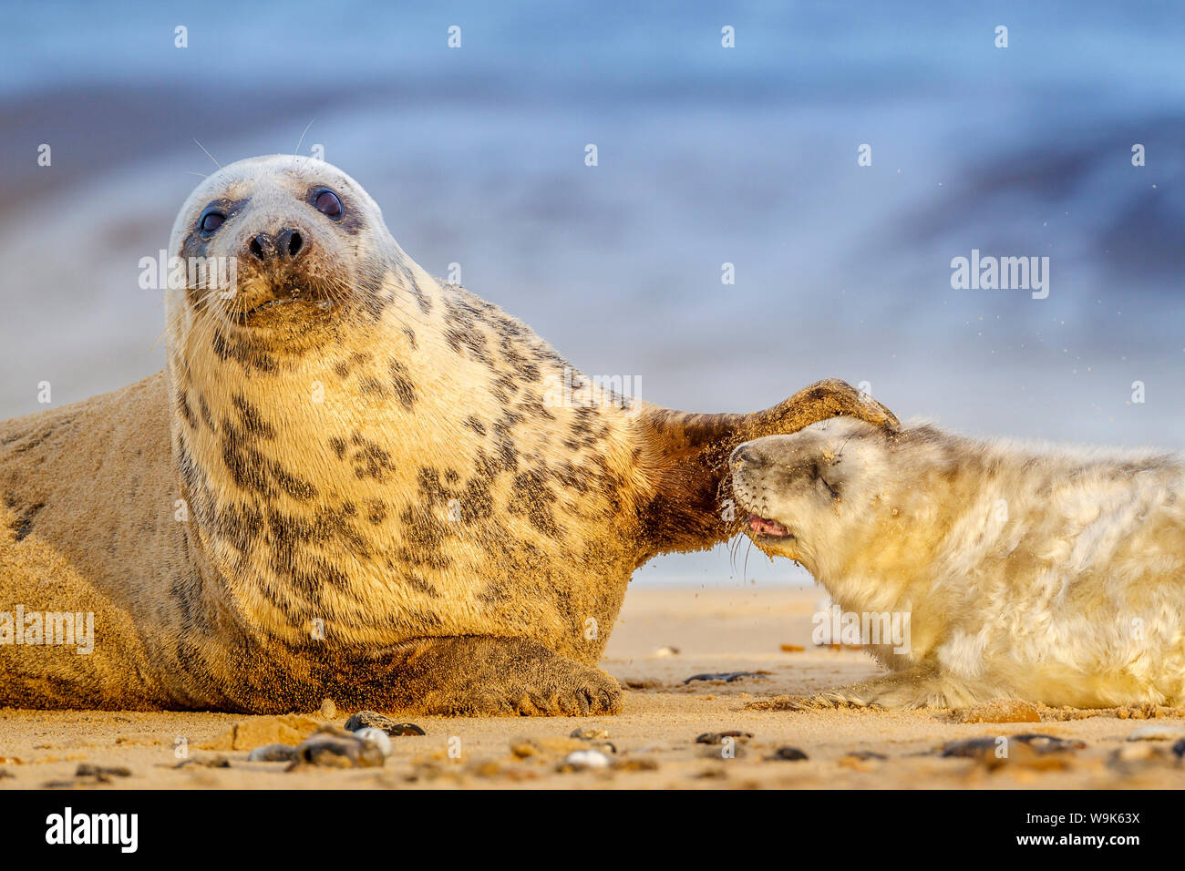 Kegelrobbe (Halichoerus grypus) Mutter und Welpen, Sen monorom am Sea Beach, Norfolk, England, Vereinigtes Königreich, Europa Stockfoto