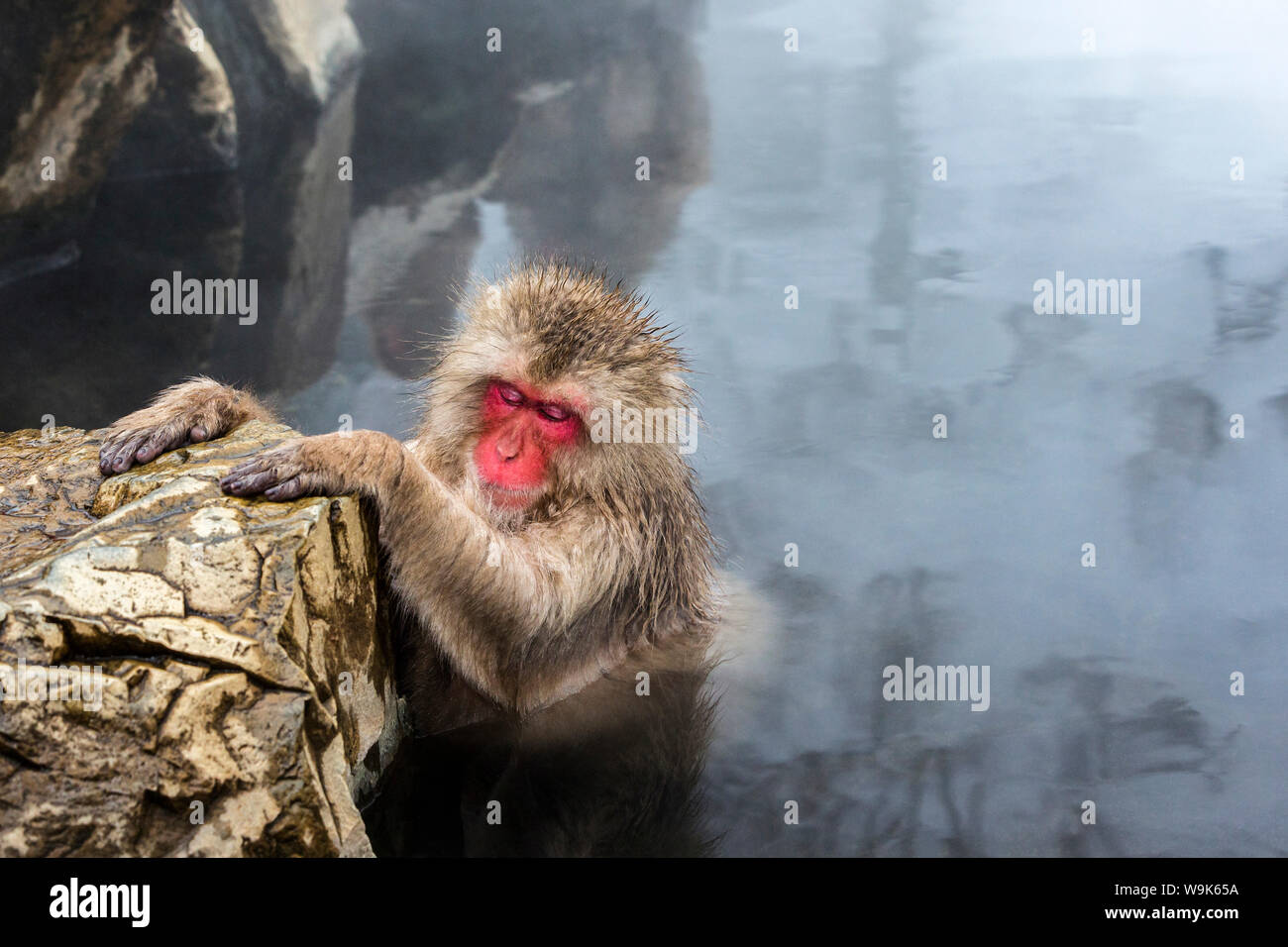 Japanischen Makaken (Snow Monkey) (Macata Fuscata), entspannen Sie in einer heißen Quelle, Jigokudani Yaen-Koen, Nagano-Präfektur, Japan, Asien Stockfoto