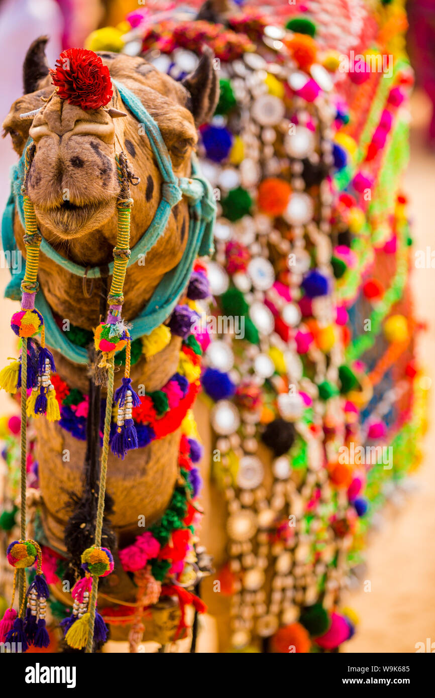 Kamele bei Pushkar Camel Fair, Pushkar, Rajasthan, Indien, Asien Stockfoto