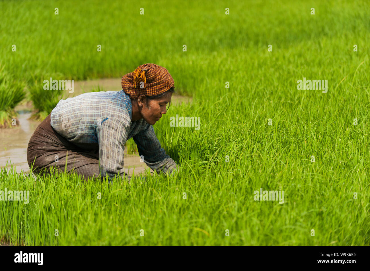 Eine Frau in der Nähe von Inle See ernten jungen Reis in Bündel tol wieder weiter auseinander gepflanzt angeordnet, damit der Reis zu wachsen, Shan Staat, Myanmar (Birma) Stockfoto