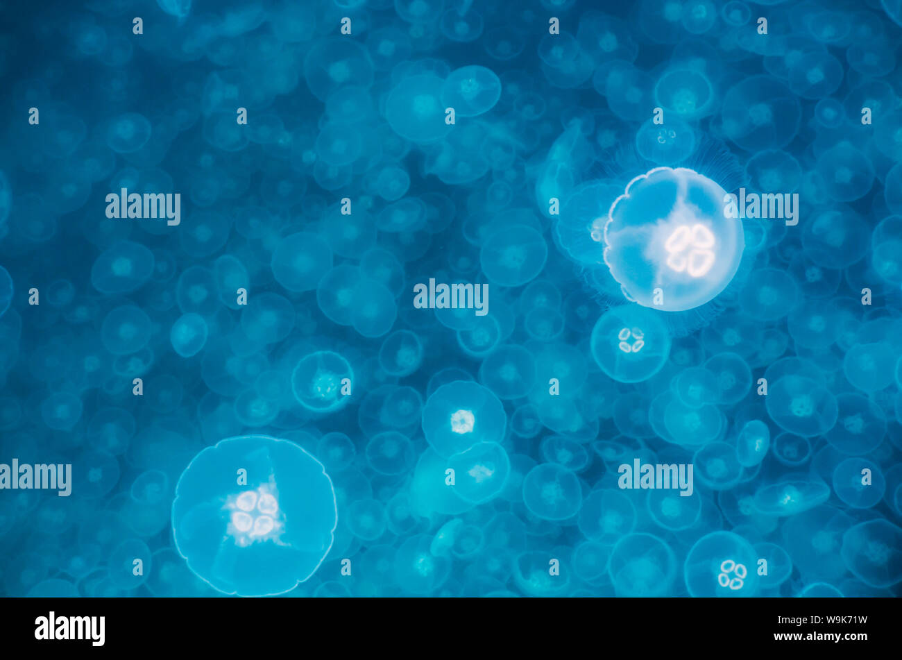 Ohrenquallen (Aurelia aurita), Prince William Sound, Alaska, Vereinigte Staaten von Amerika, Nordamerika Stockfoto