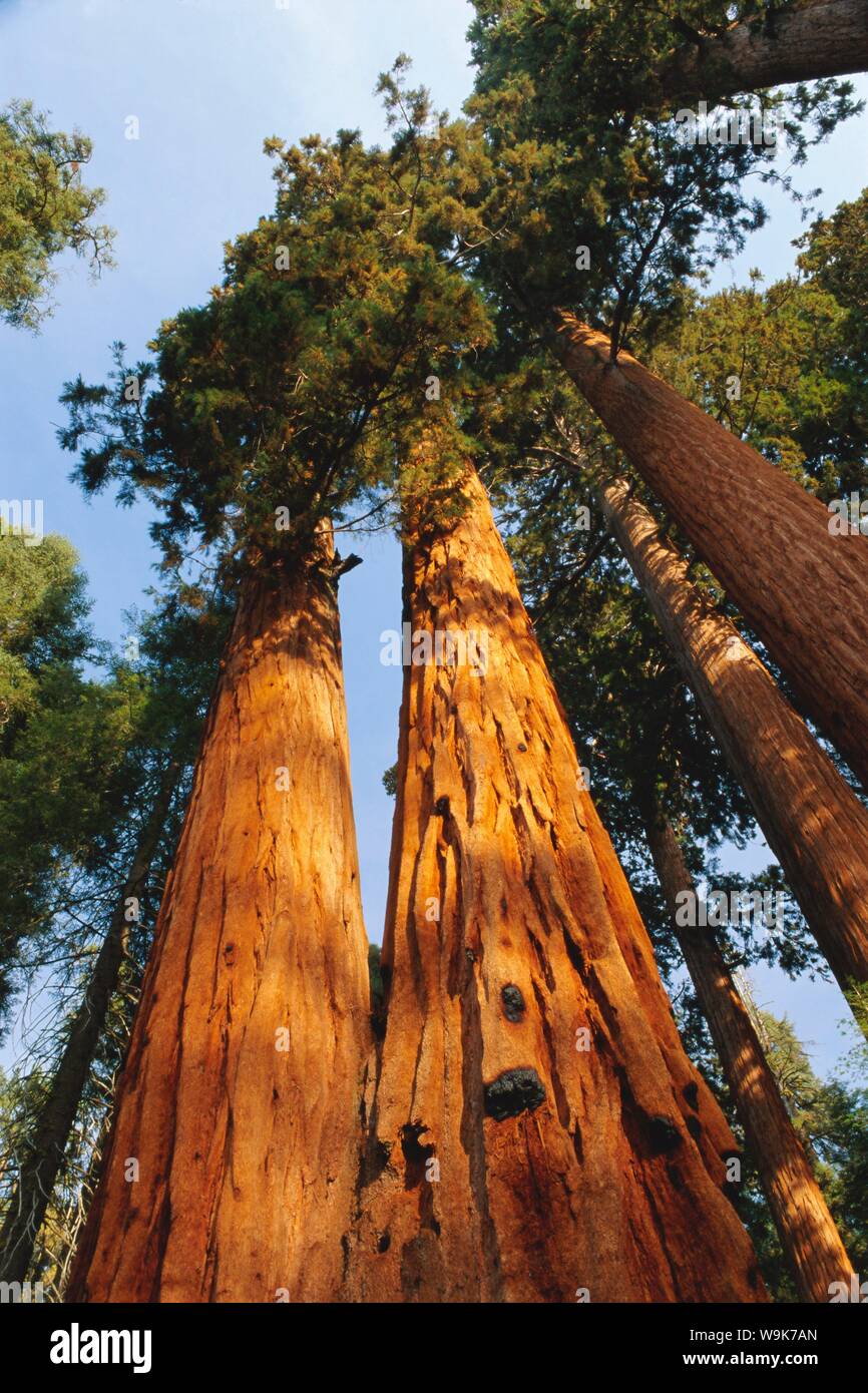 Giant Sequoia Baum, Sequoia National Park, Kalifornien, USA, Nordamerika Stockfoto