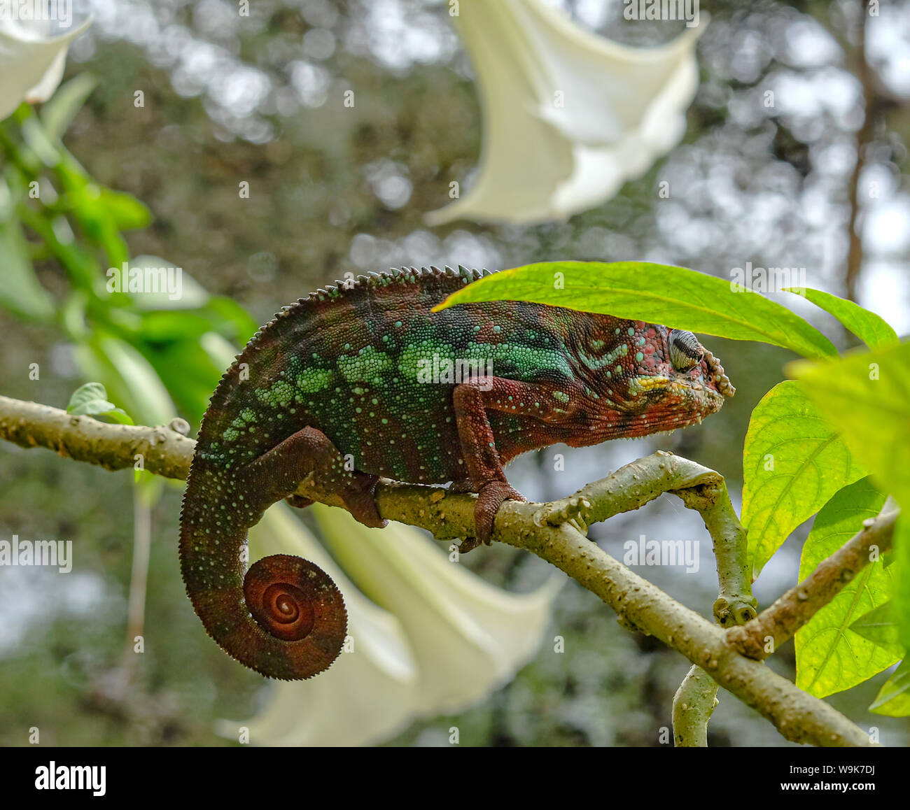Männliche Panther chameleon (Furcifer pardalis) Stockfoto